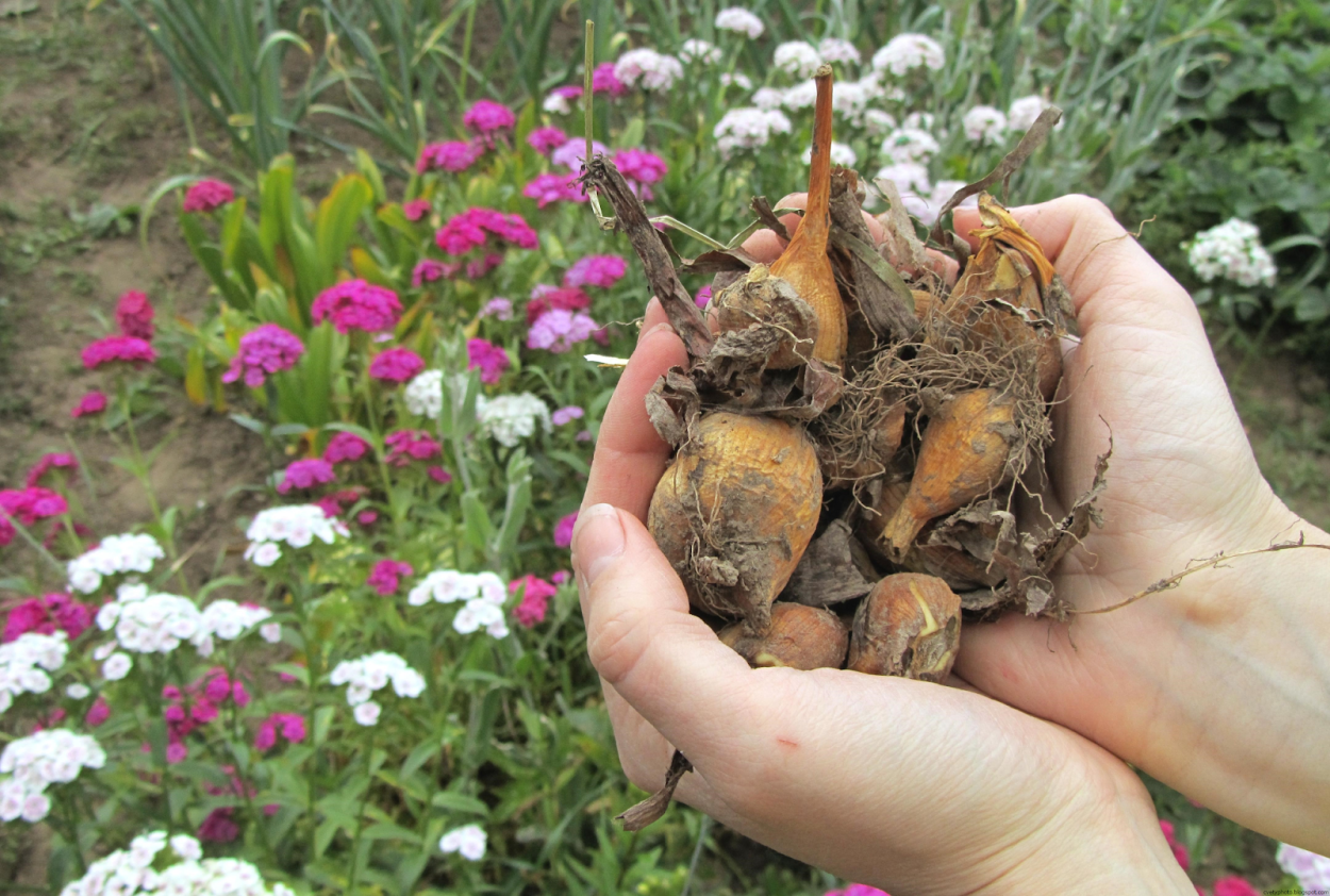 Луковицы алоказии