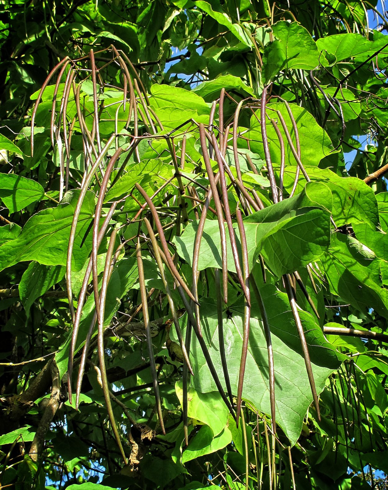 Катальпа обыкновенная бигнониевидная