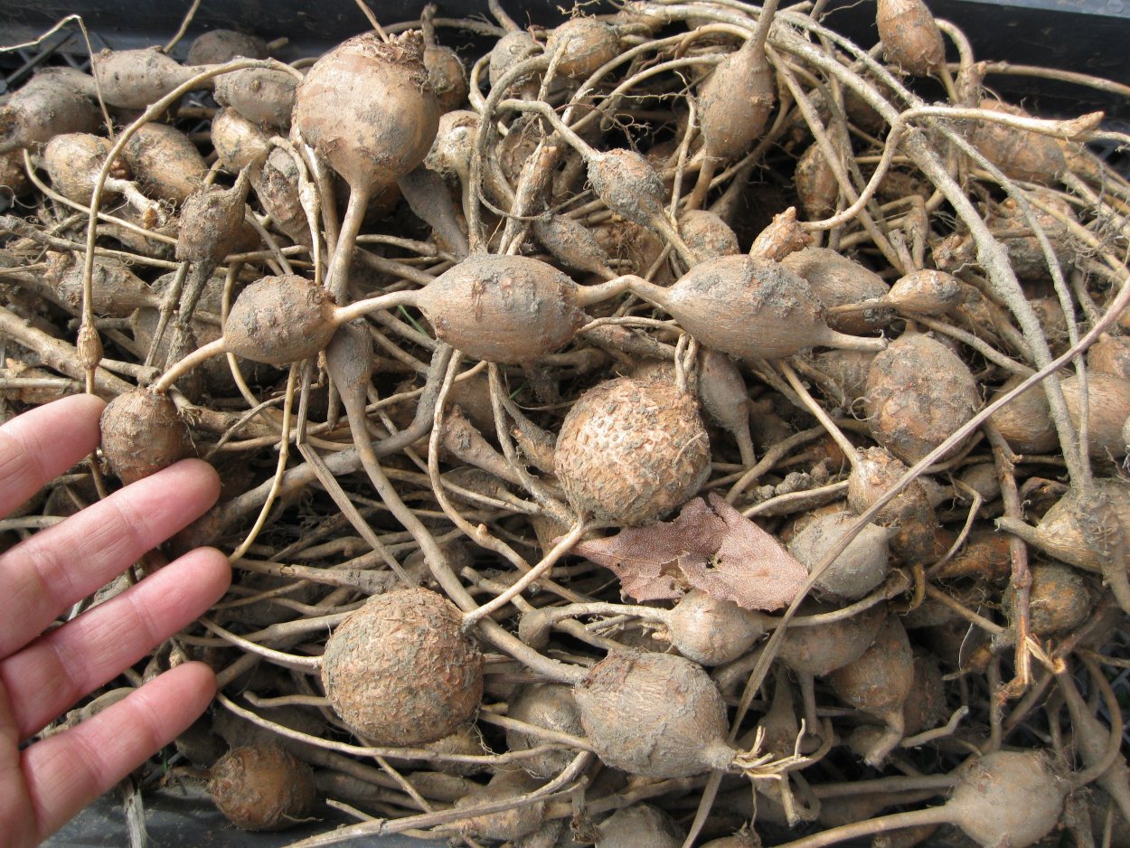 Чистяк корнеклубни