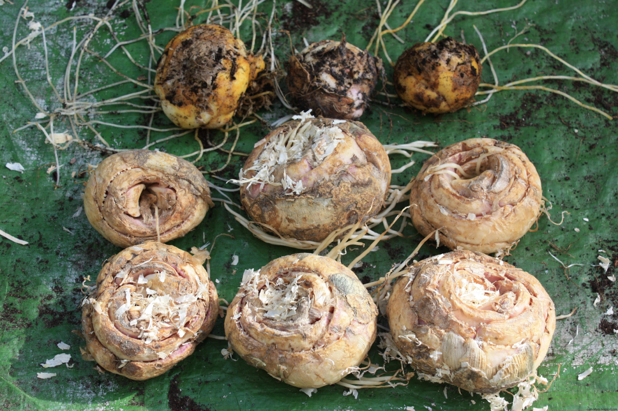 Луковица тюльпана