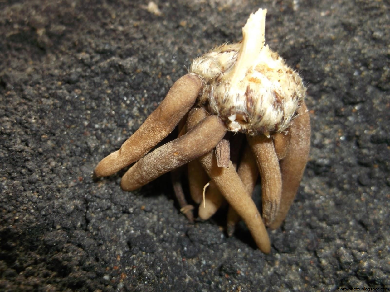 Цветы в горшках референсы