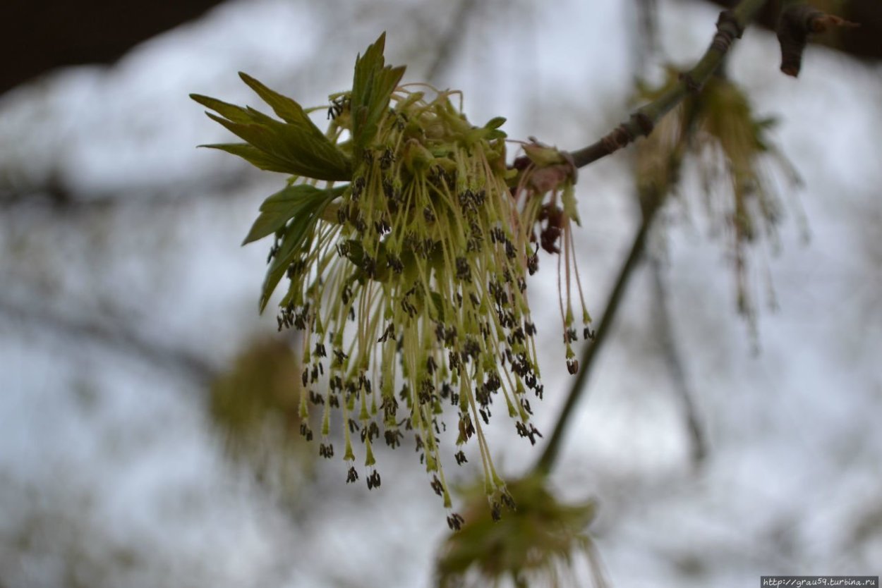Рожковое дерево Цареградский стручок