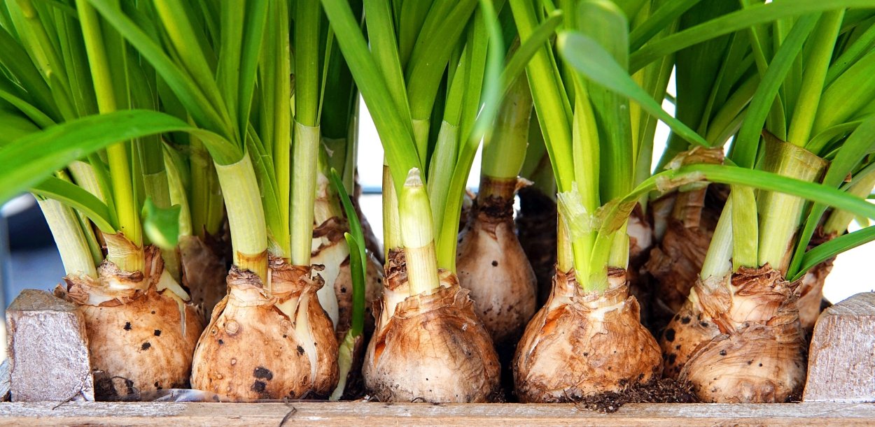 Луковица нарцисса