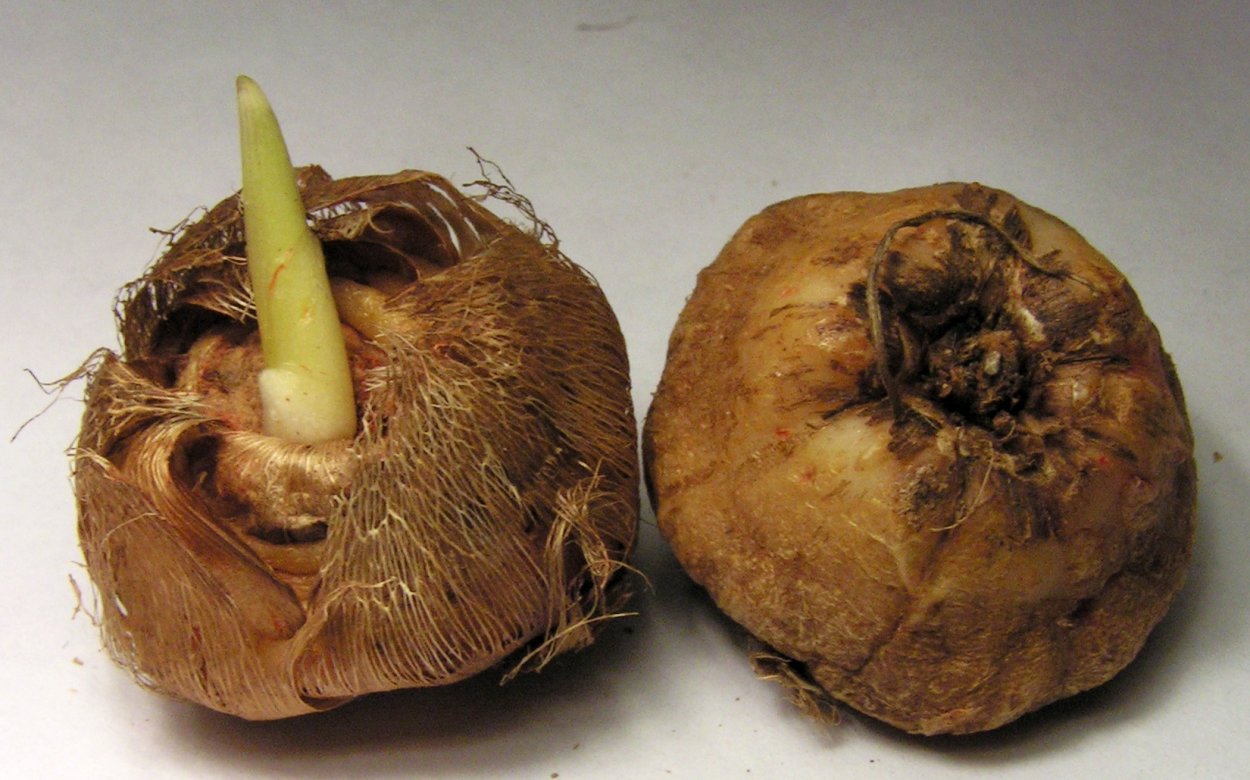 Канны цветы клубни