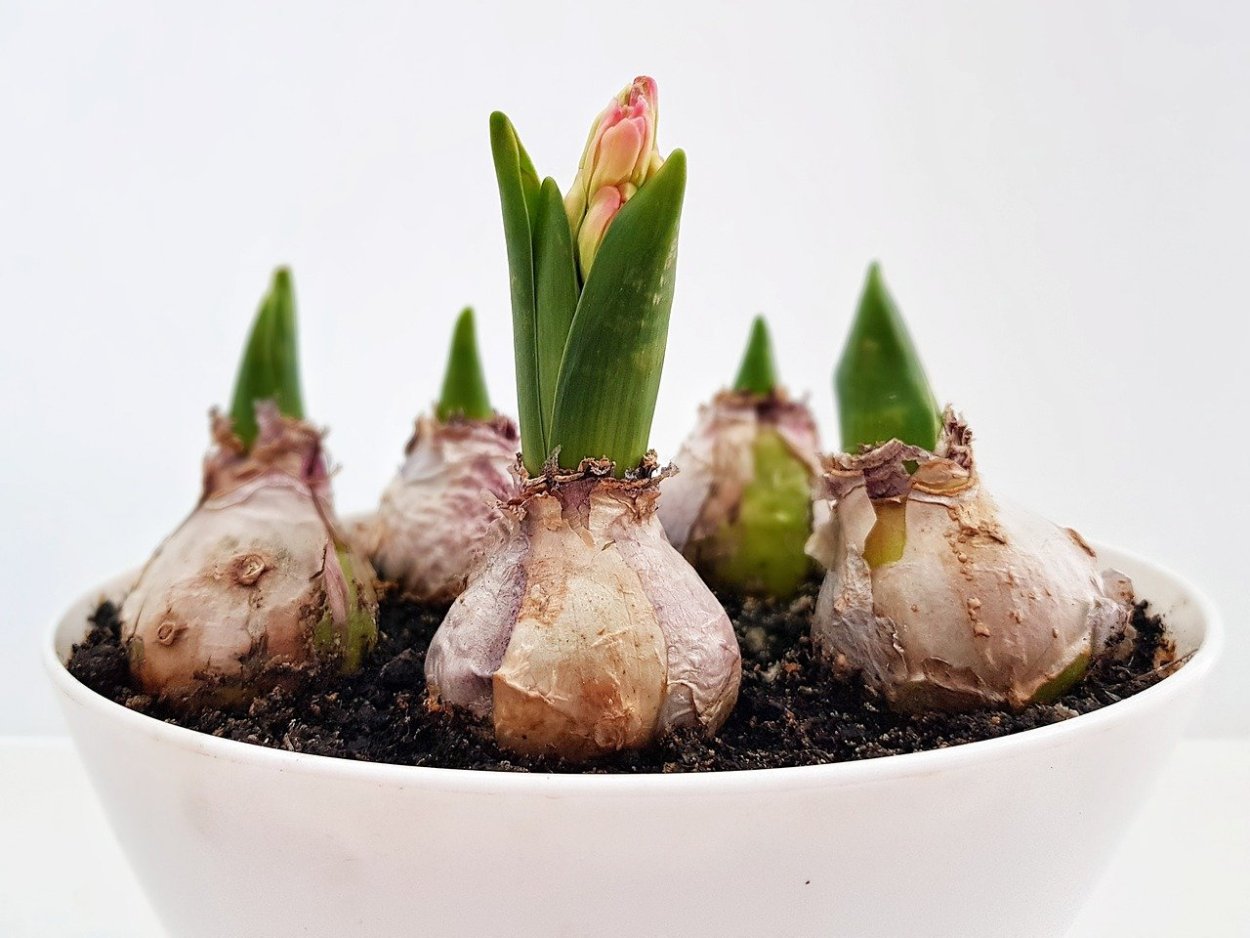 Луковица лилии корни