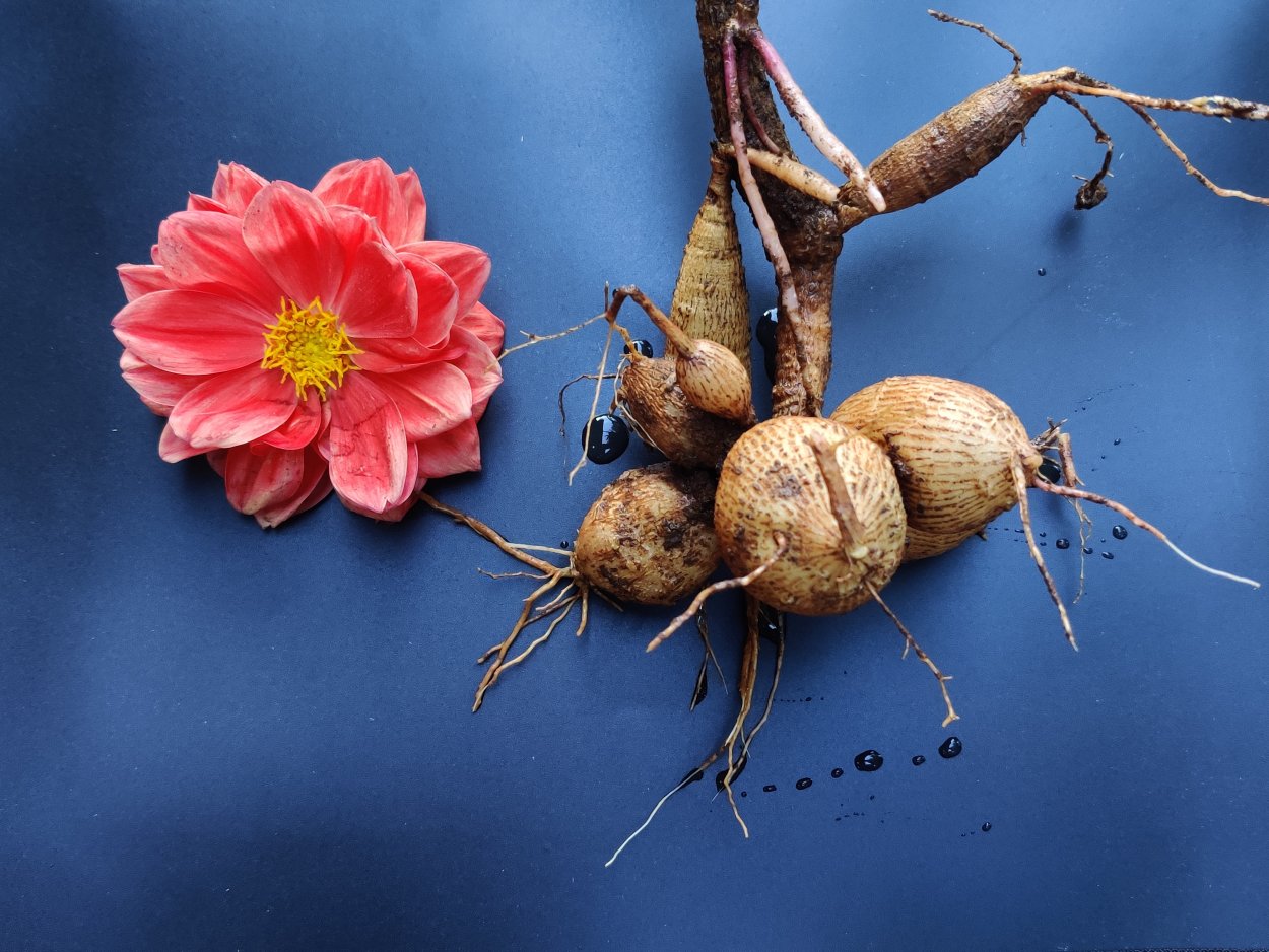 Луковицы осенних цветов