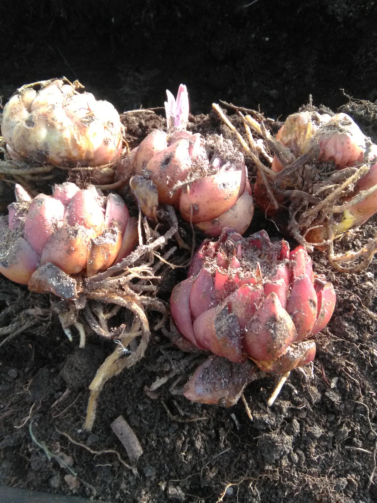 Деление корневища Канны