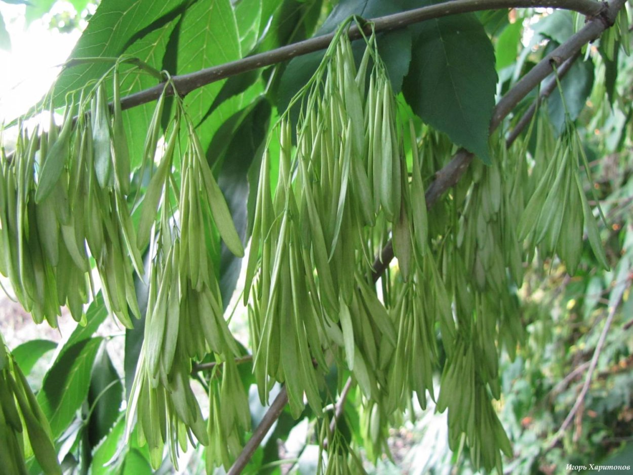 Каучуконосная древовидная Лиана Ландоль-ФИЯ