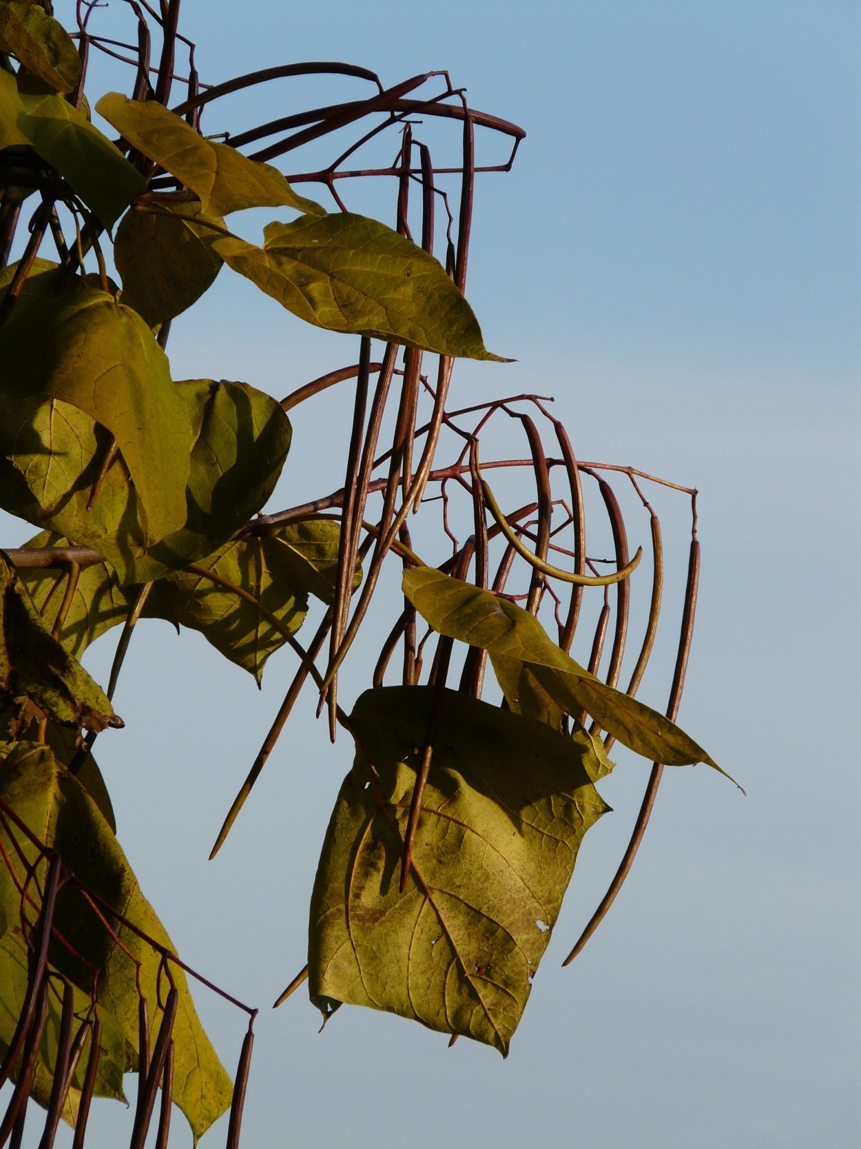 Стручки Адамового дерева