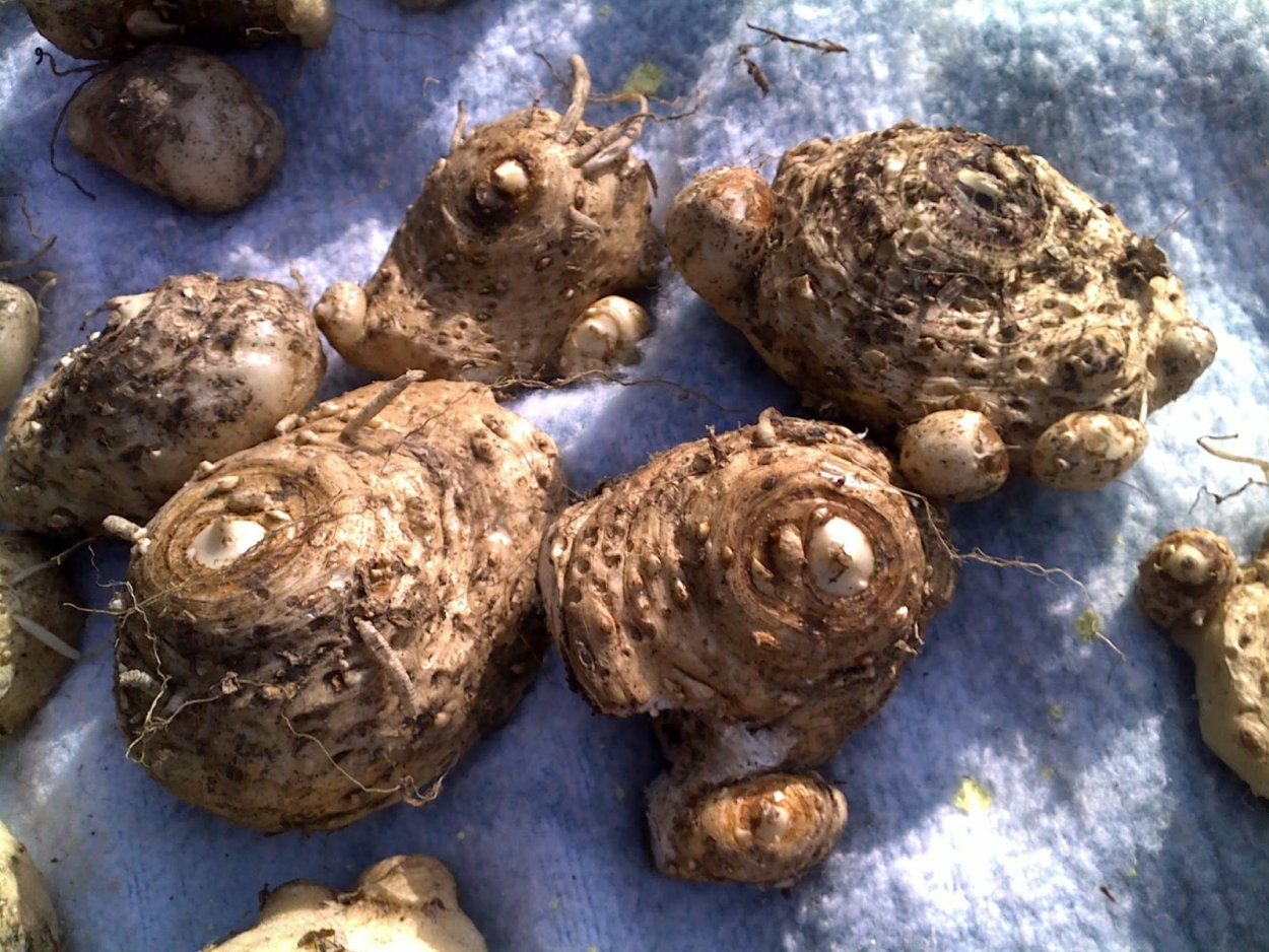 Луковицы лилии садовой