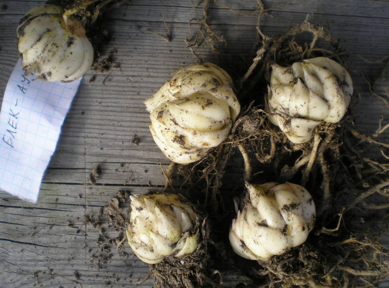 Клубни амазонской лилии