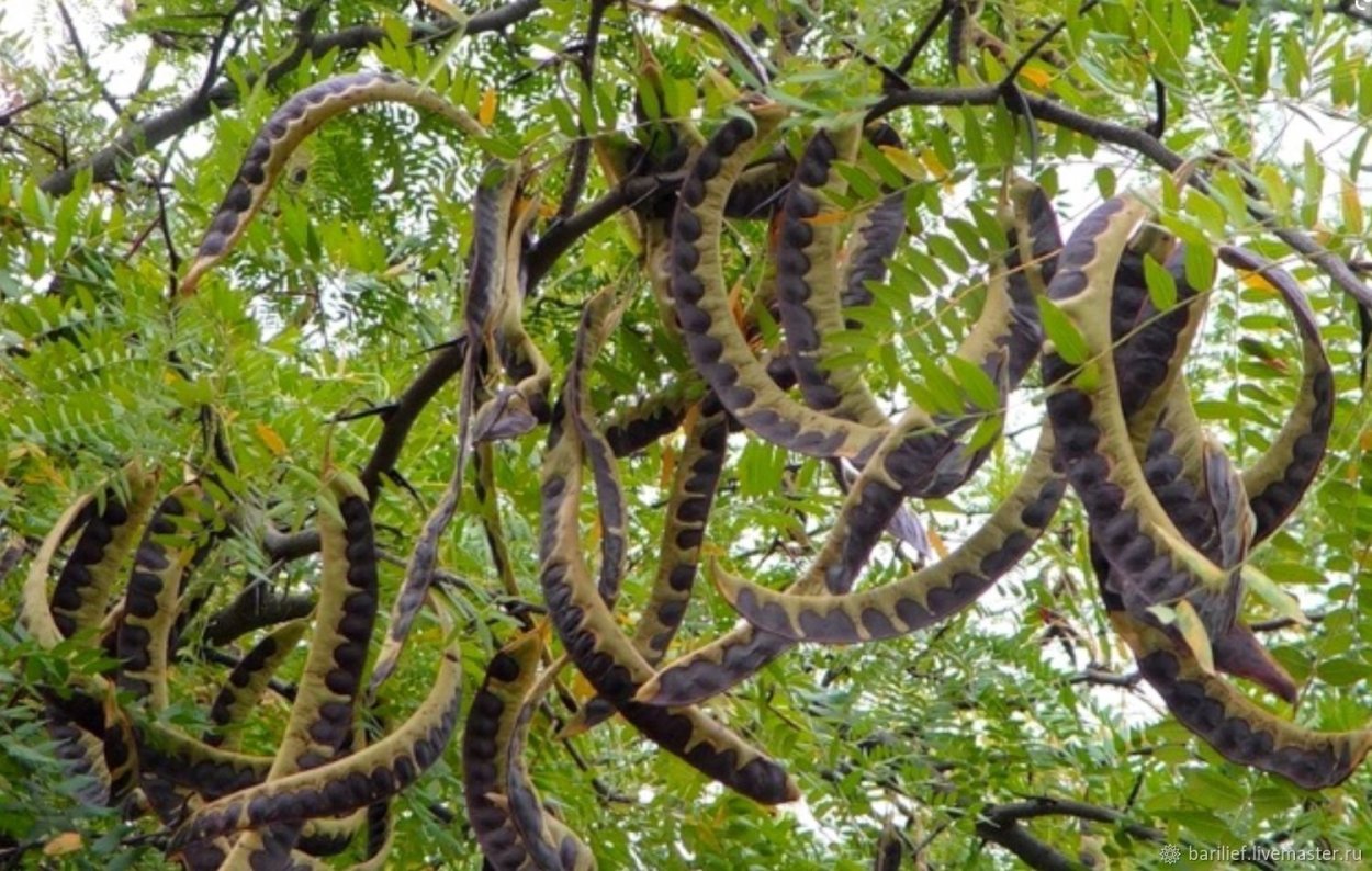 Лиственные деревья Крыма