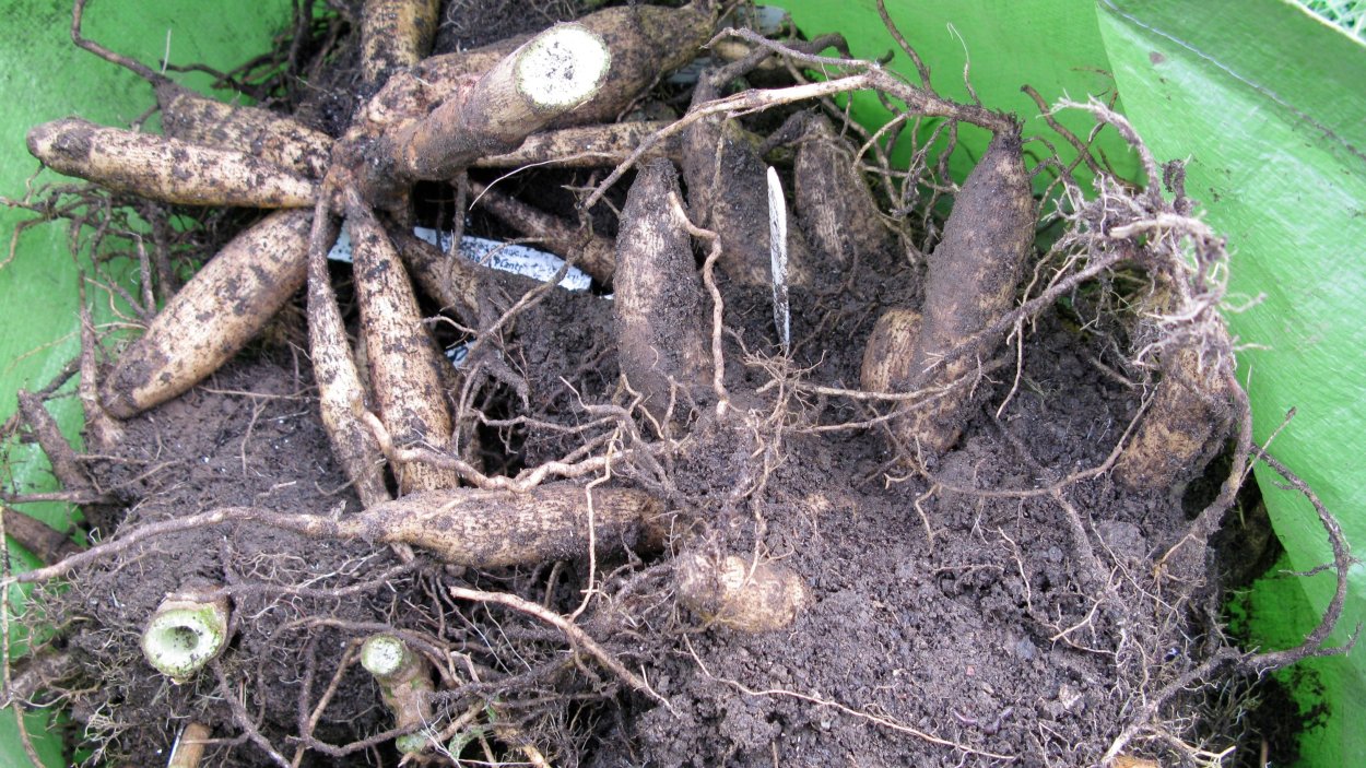 Канна деление корневища