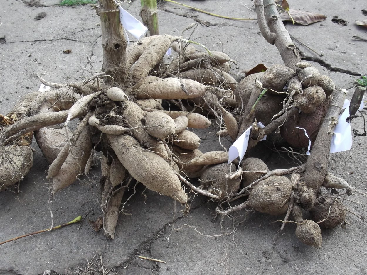 Гиацинт рассада