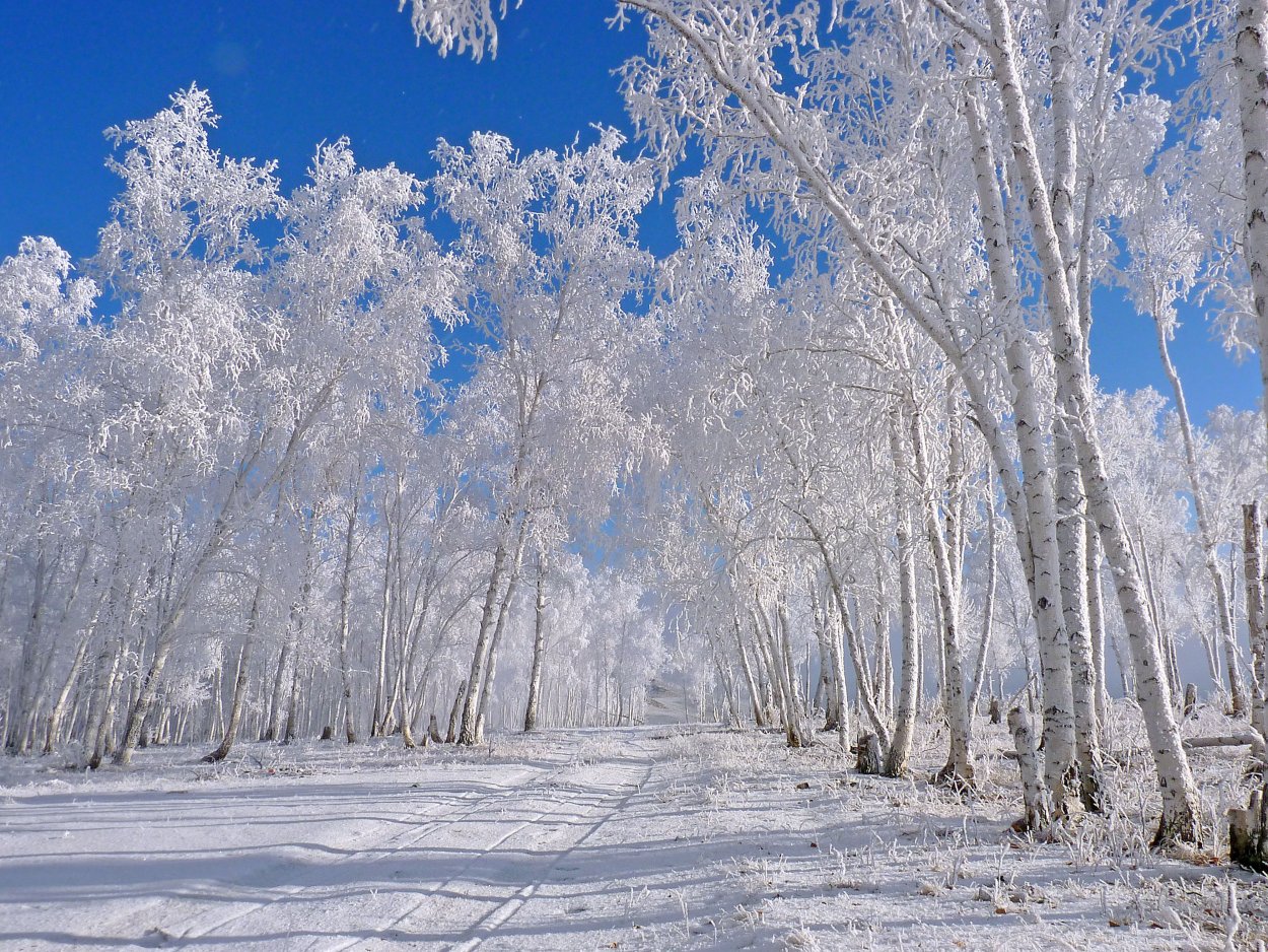 Береза зимой