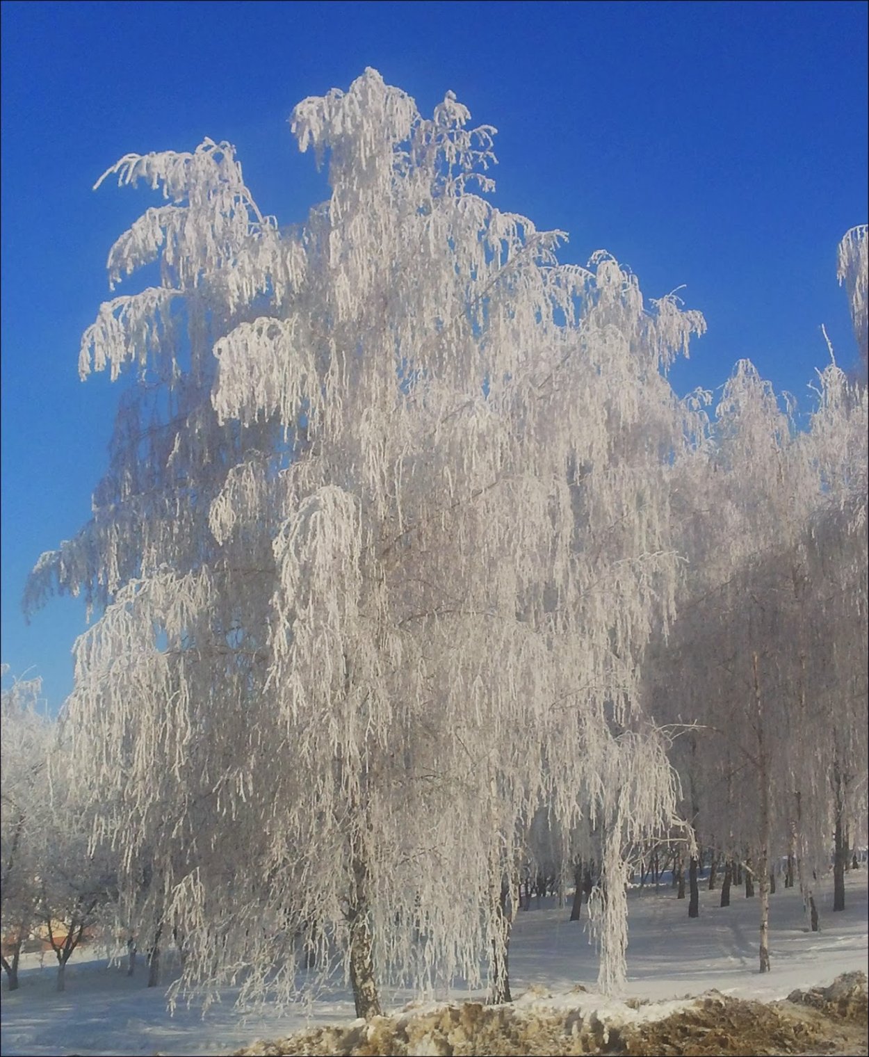 Береза в сугробе