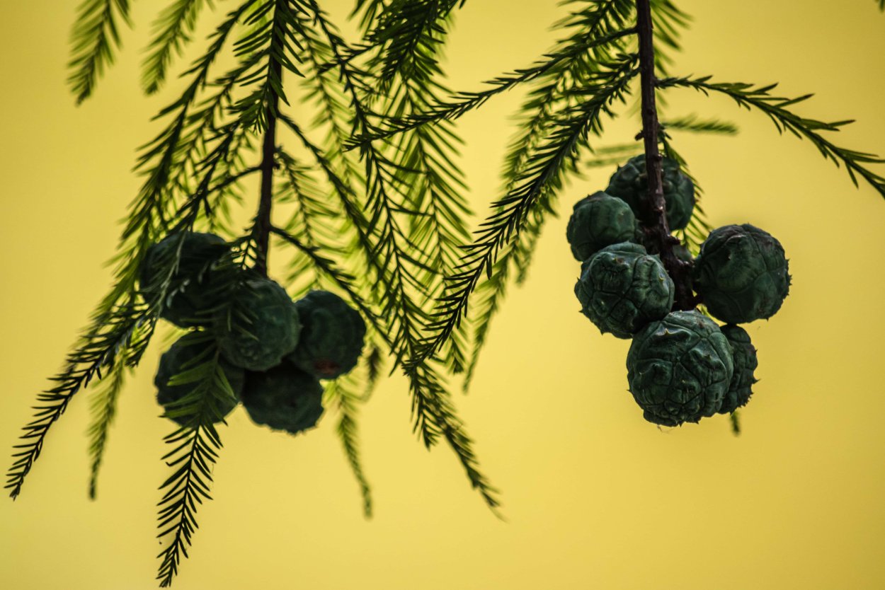 Ягодная хвоя. Кипарис вечнозеленый (Cupressus sempervirens). Сосновая ветка. Ветка сосны. Ветка хвойного дерева.