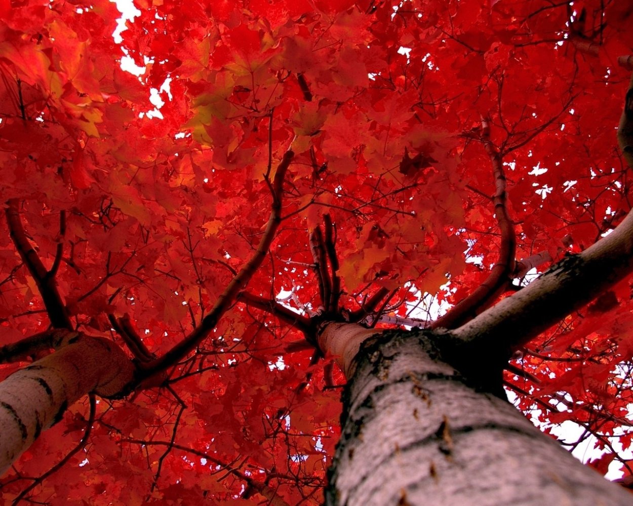 Красные деревья осенью