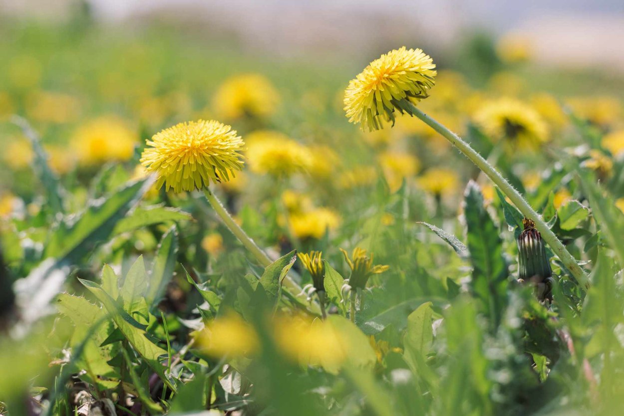 Трава одуванчики Клевер