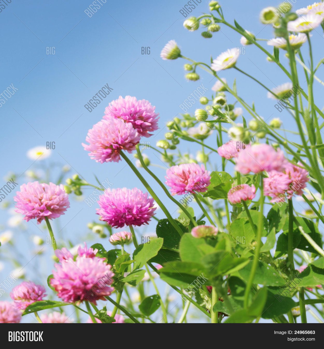 Клевер на солнце