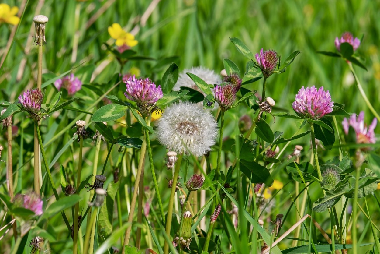 Одуванчик пурпуровый