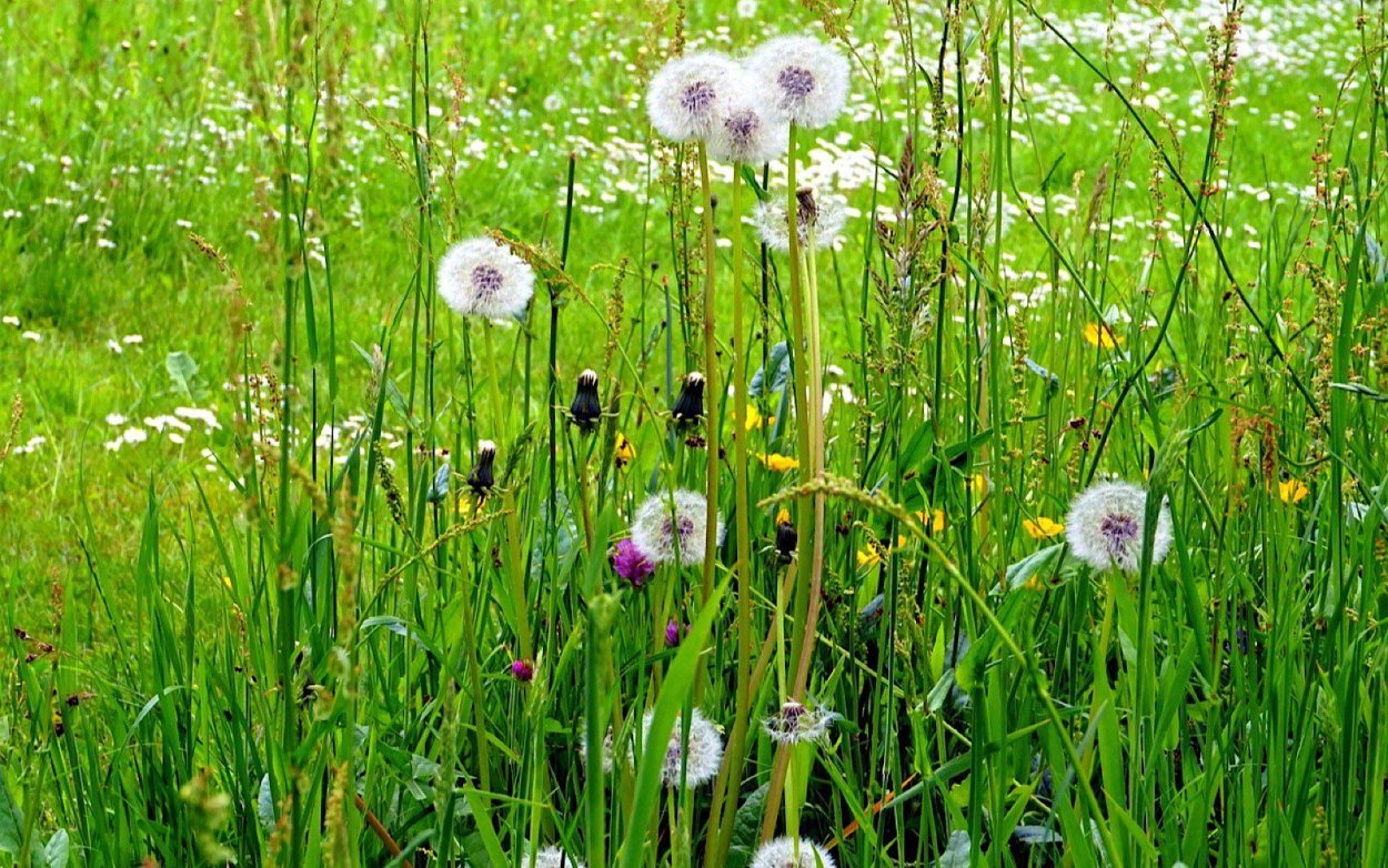 Клевер и одуванчик