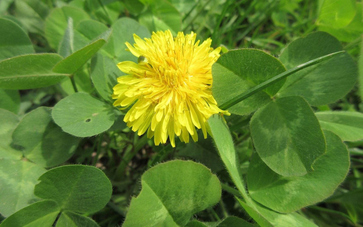 Подсолнечник, одуванчик, Астра, Клевер.