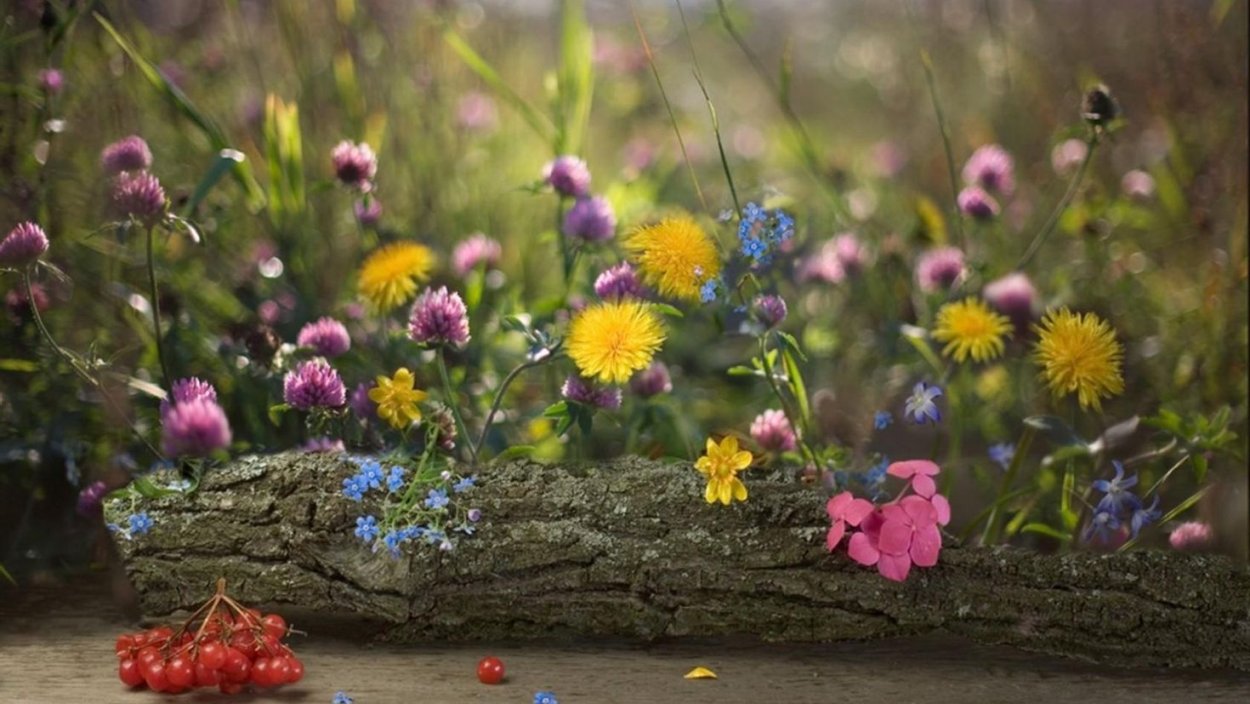 Летние полевые цветы Клевер трава