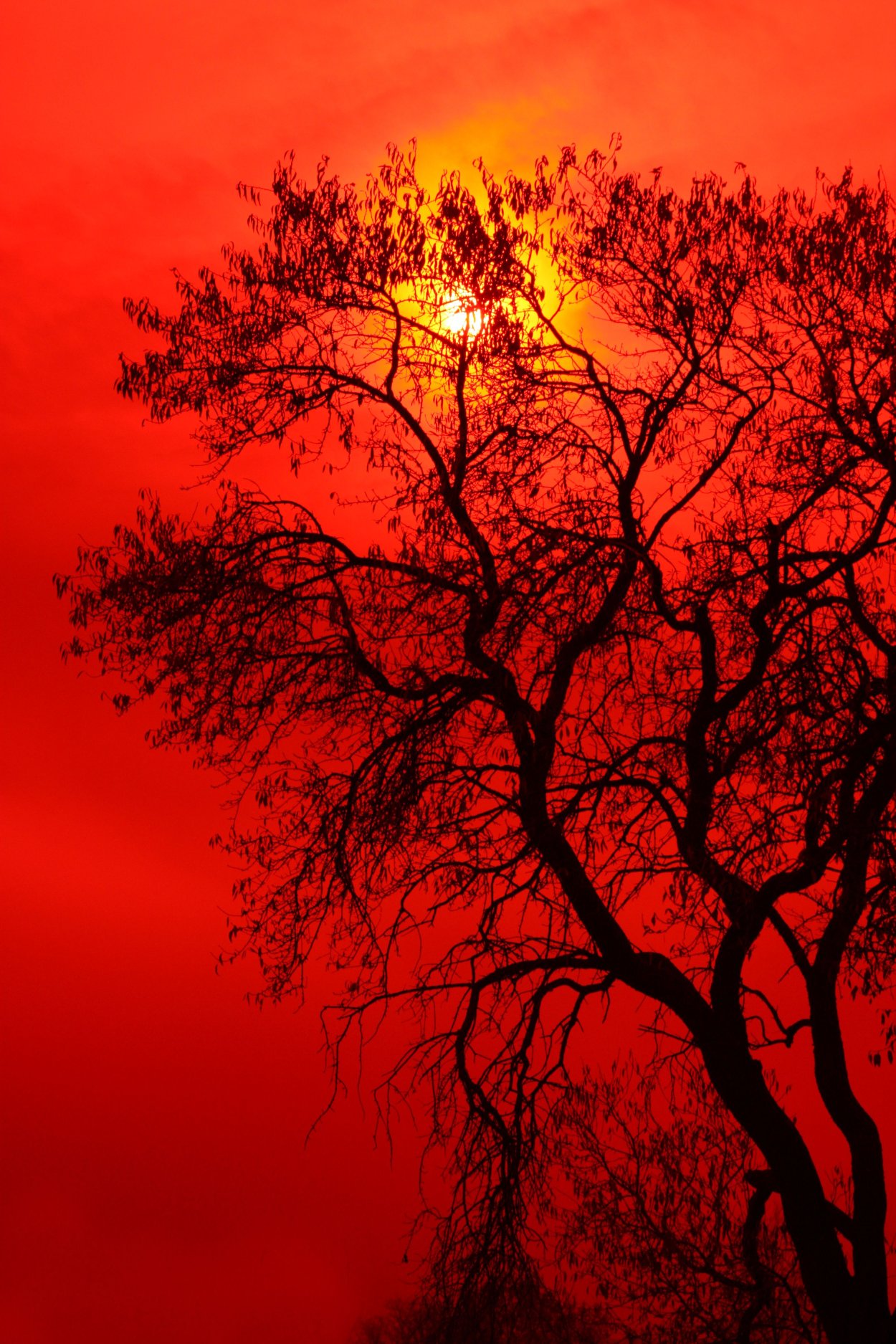 Дерево сердце силуэт