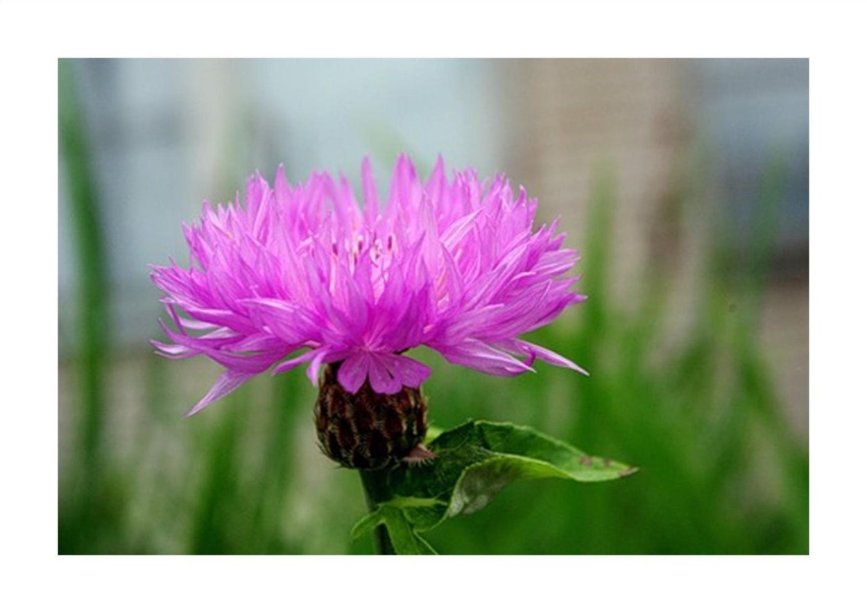 Василёк русский Клевер Луговой