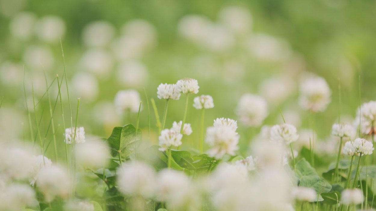 Природа в пастельных тонах