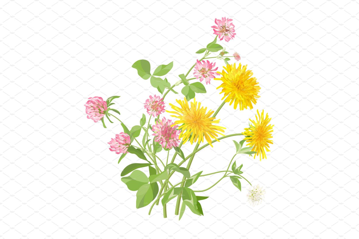 Клевер и одуванчик