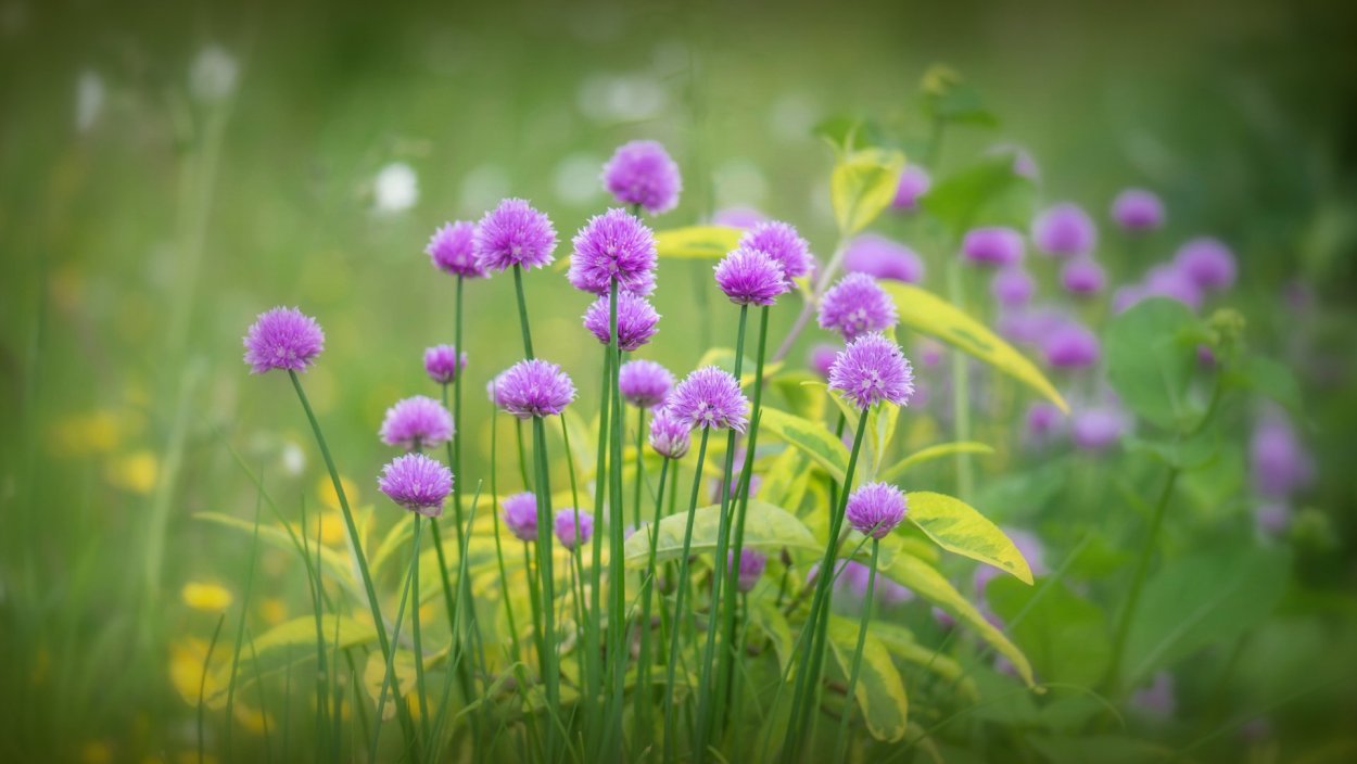 Трава с цветочками