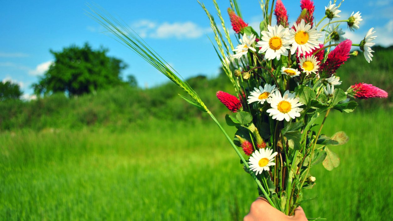 Букет из клевера и ромашек
