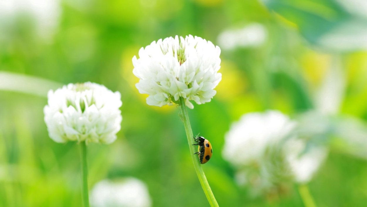 Белая кашка растение