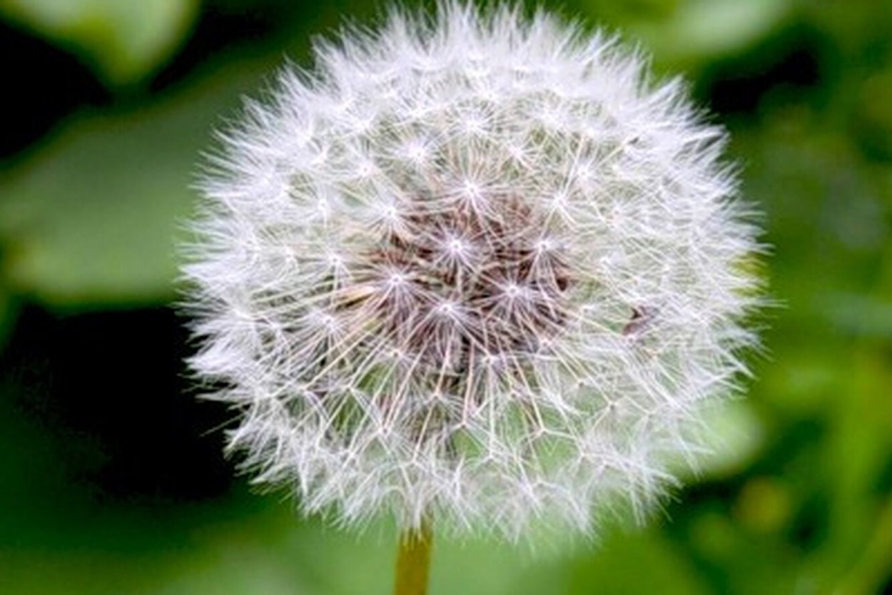 Клевер и одуванчик