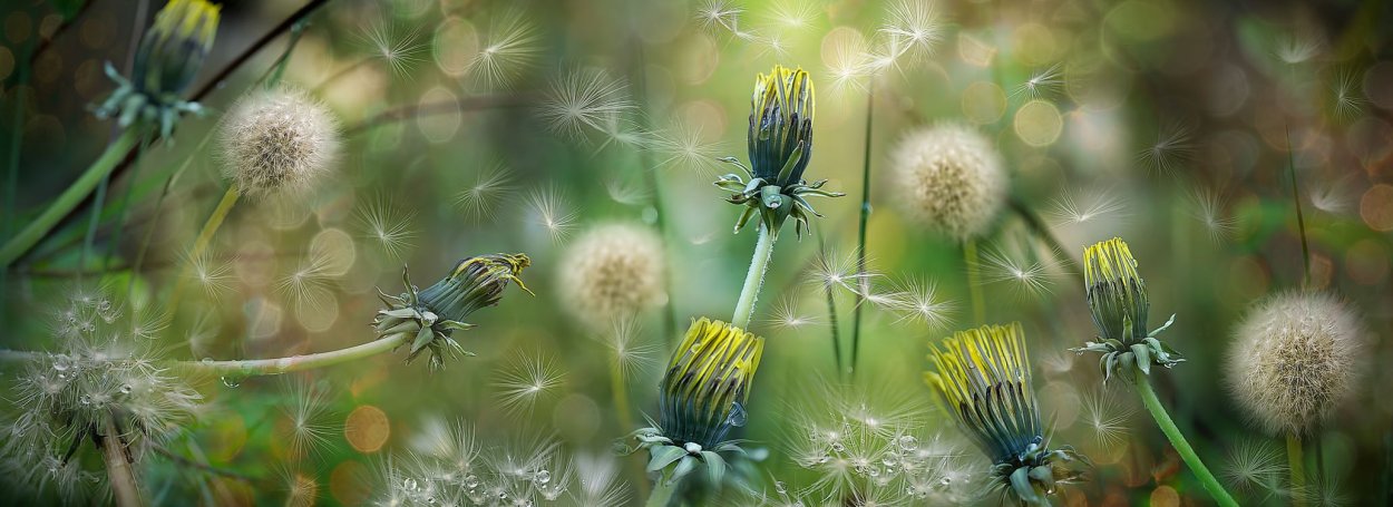 Райский одуванчик