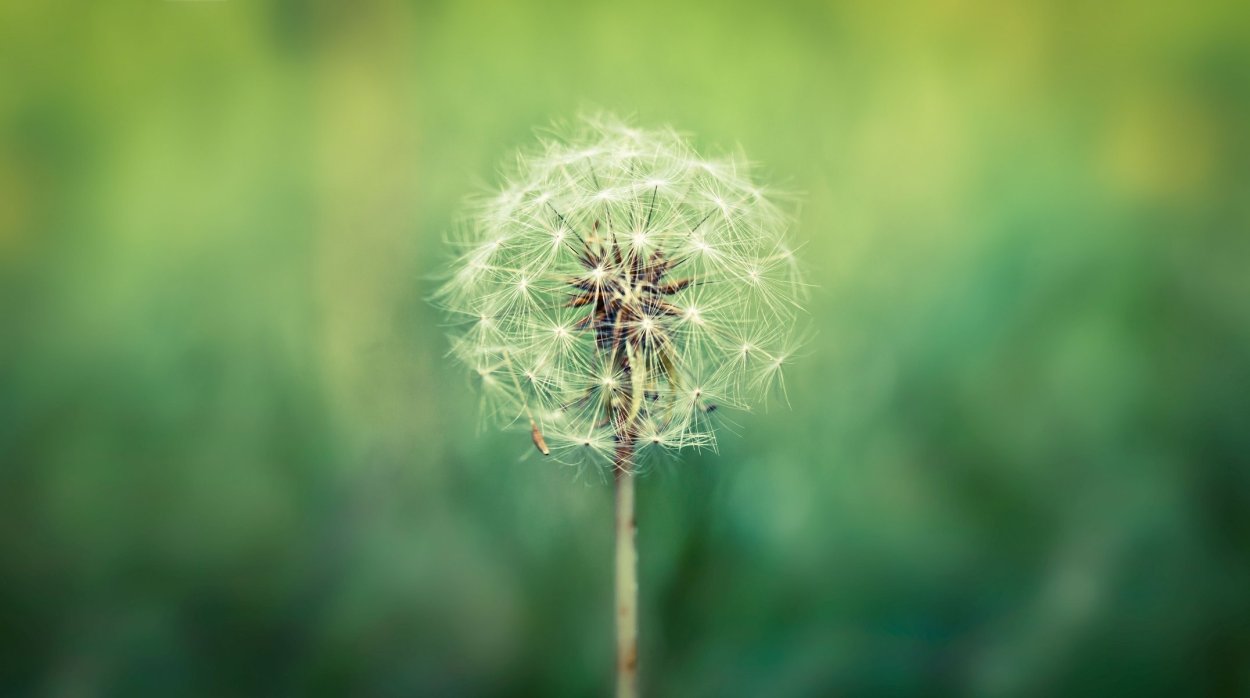 Одуванчики на рабочий стол