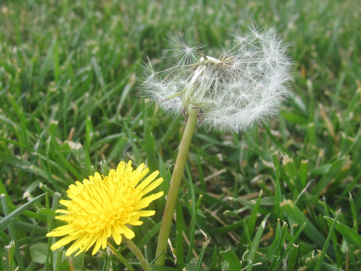 Одуванчик Клевер и подорожник