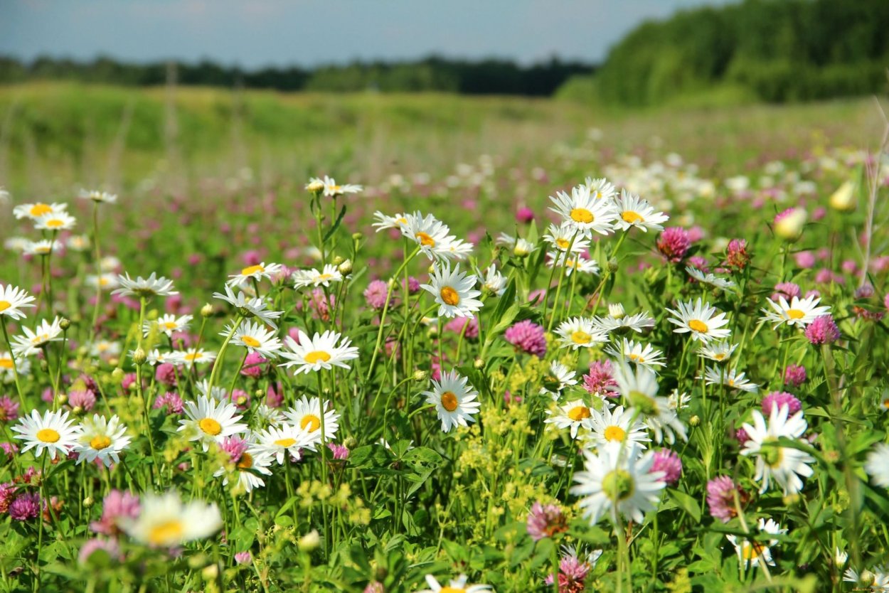 Цветы на лугу
