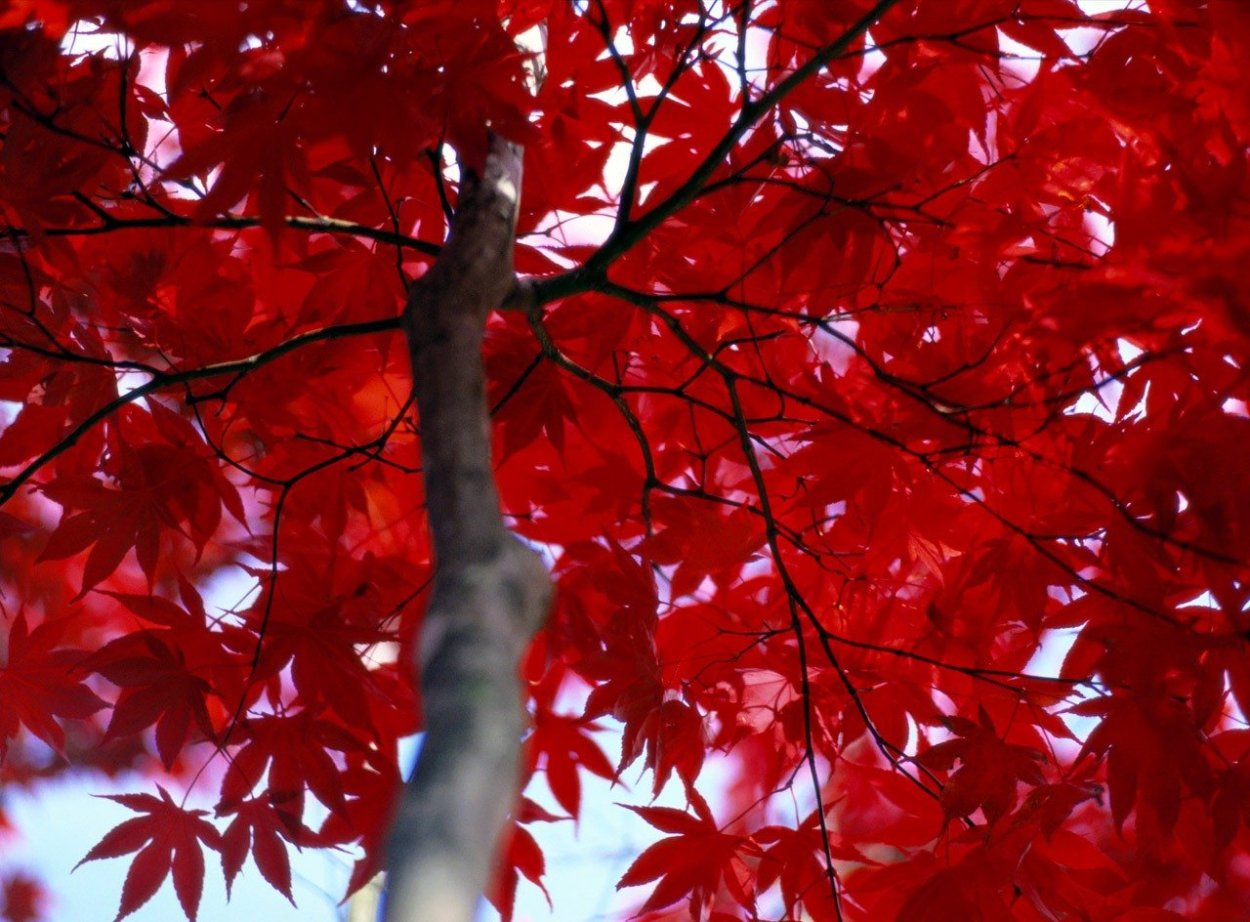 Красная звезда дерево