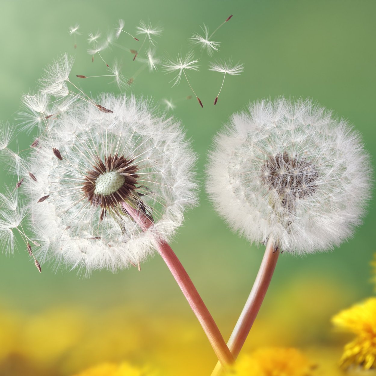 Мультик про мир в одуванчике