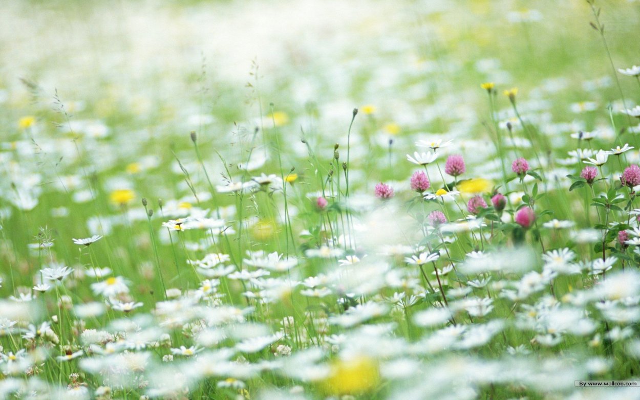 Нежные полевые цветы