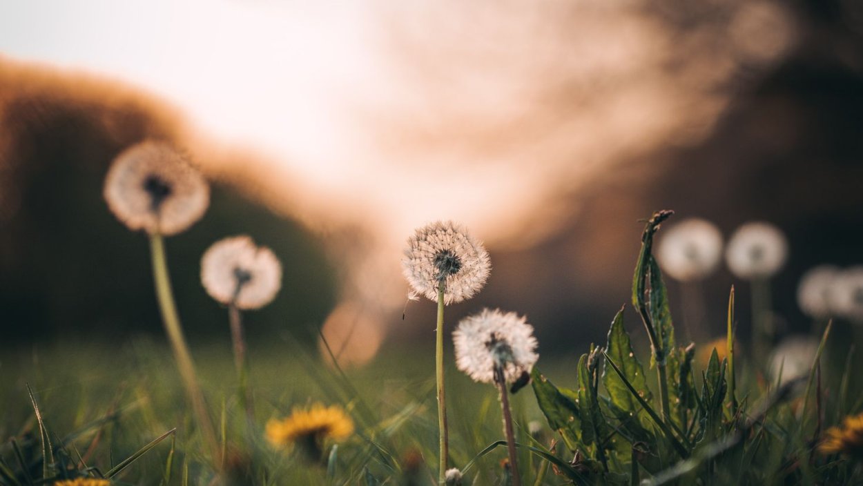 Одуванчики абстракция