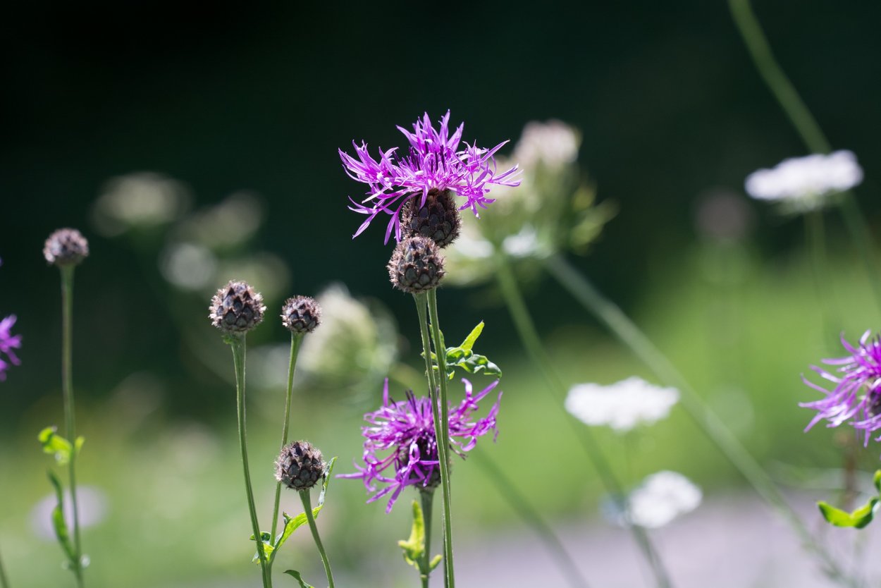 Дикие луговые цветы крупно