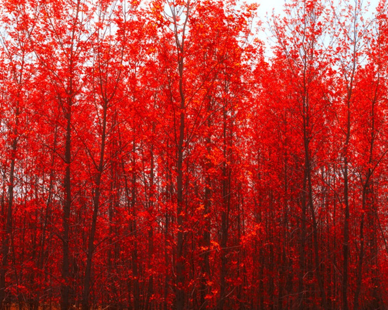 Японская вишня, кустарниковая