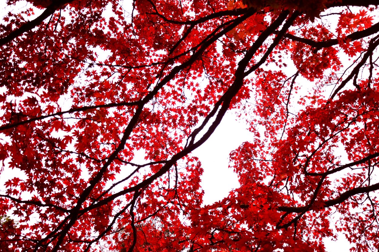 Красные цветы на дереве