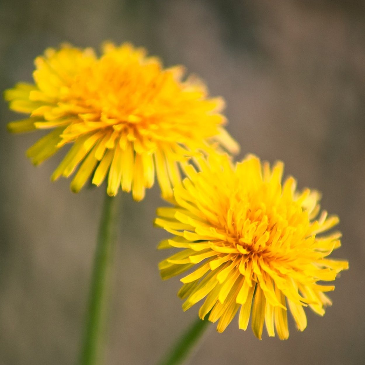 Одуванчик цветок