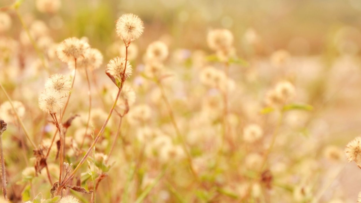 Природа в бежевых тонах