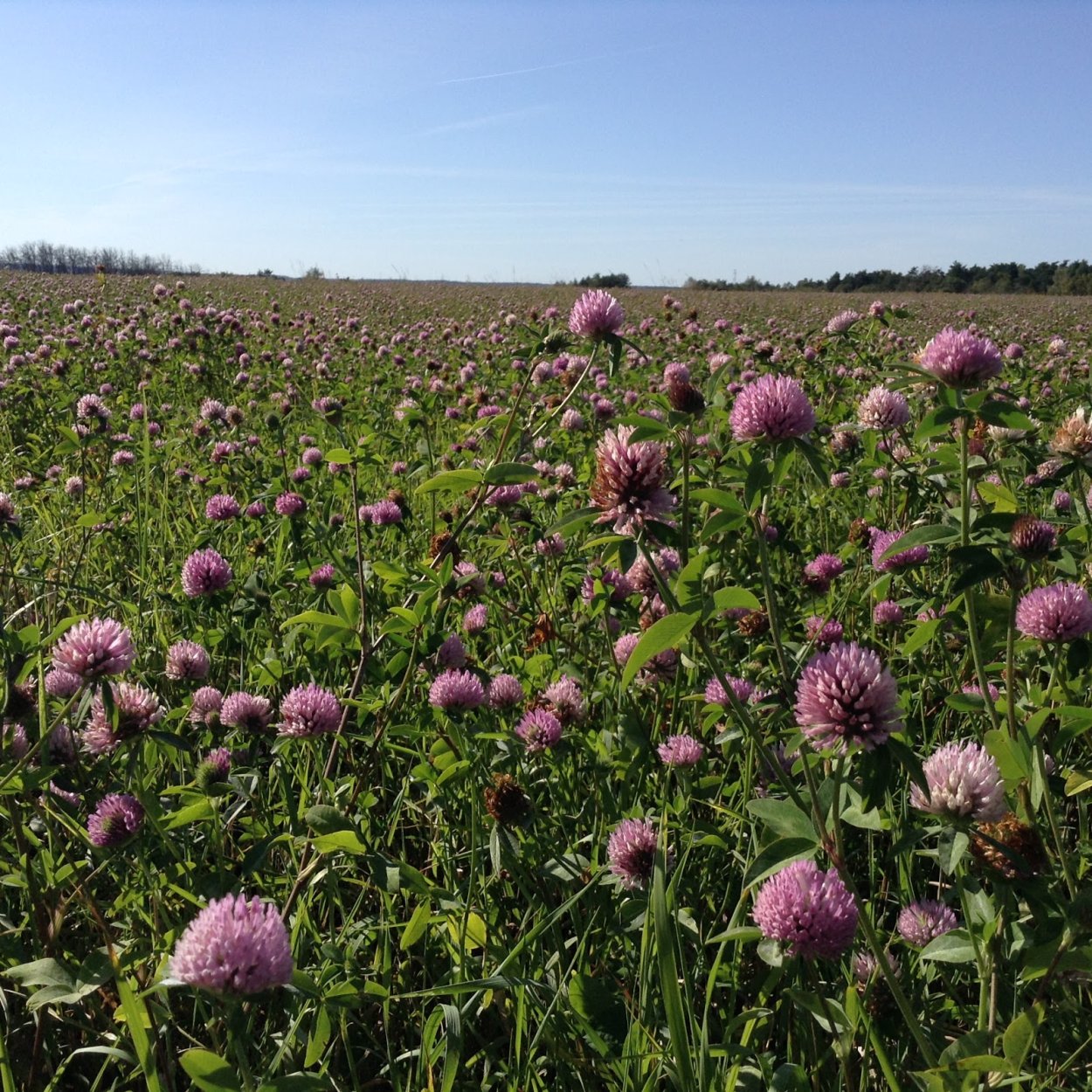 Клеверные поля Юрьев-польский